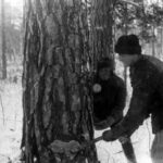 Z terenów miechowskich ku nieprzyjaznej tajdze...