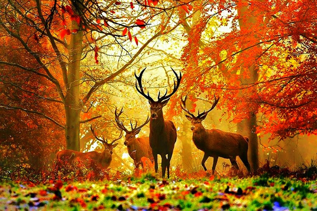 Nasi Wspaniali Zieloni Przyjaciele! - lekcja biblioteczna